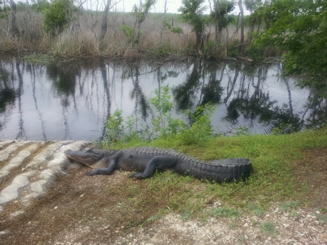 Alligator at Brazos State Park